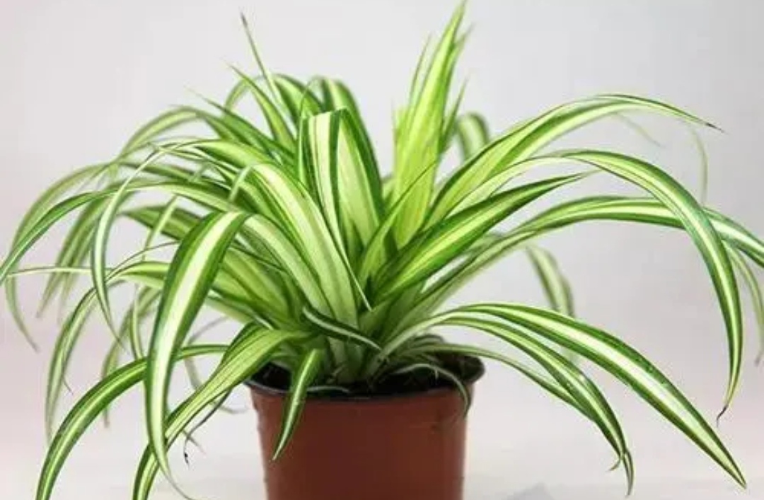 四种花旺财又养人,人养花花养人这15种花越养越干净