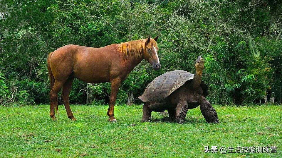 动物界中最强大的动物,动物界中最强动物