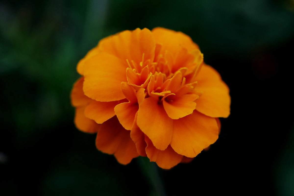 孔融少时让梨视频,孔融小时候是干什么的