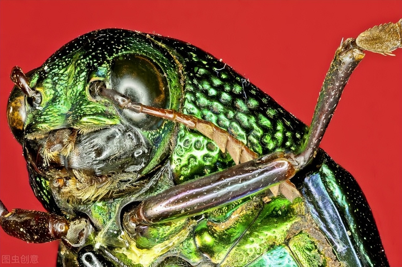 虎甲虫是世界上跑的最快的虫吗,虎甲虫是最快的昆虫吗