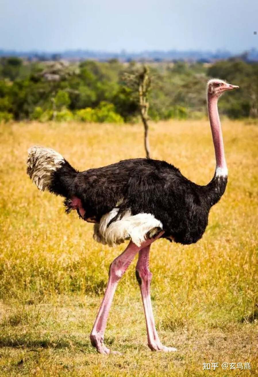 山海经2012白话全译彩图版pdf,山海经海外西经是指哪里