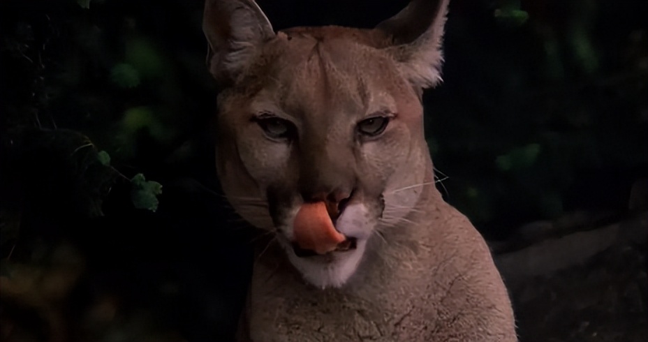 电影丛林赤子心影评,电影中的丛林赤子心