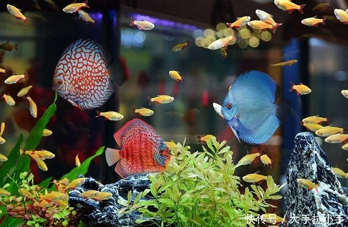 神仙鱼，你们认识吗？