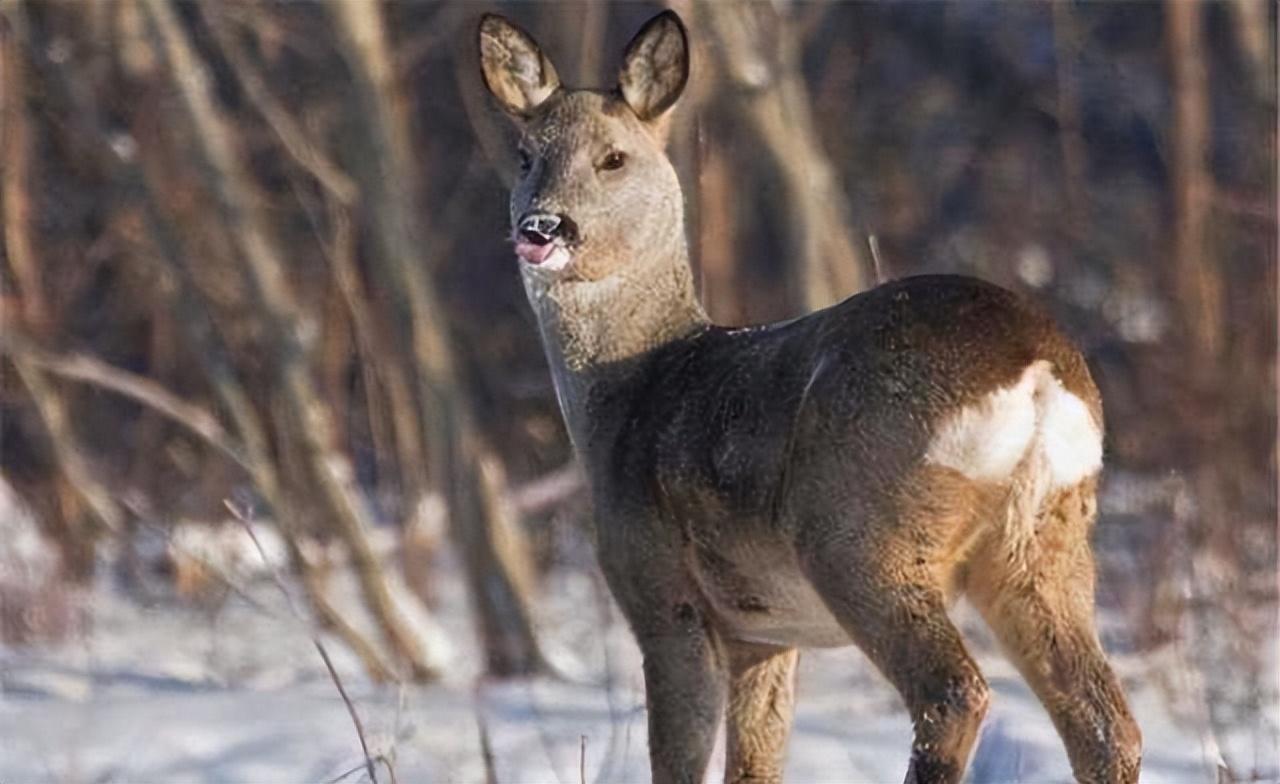 吉林一男子捡到梅花鹿,吉林男子野外捡鹿