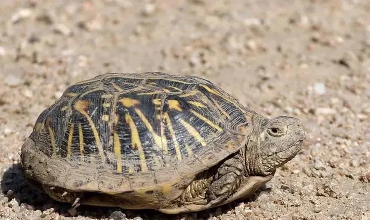 箱龟种类及图片,箱龟品种大全