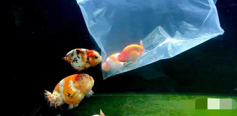 网上买鱼注意事项,网上买鱼需要什么手续