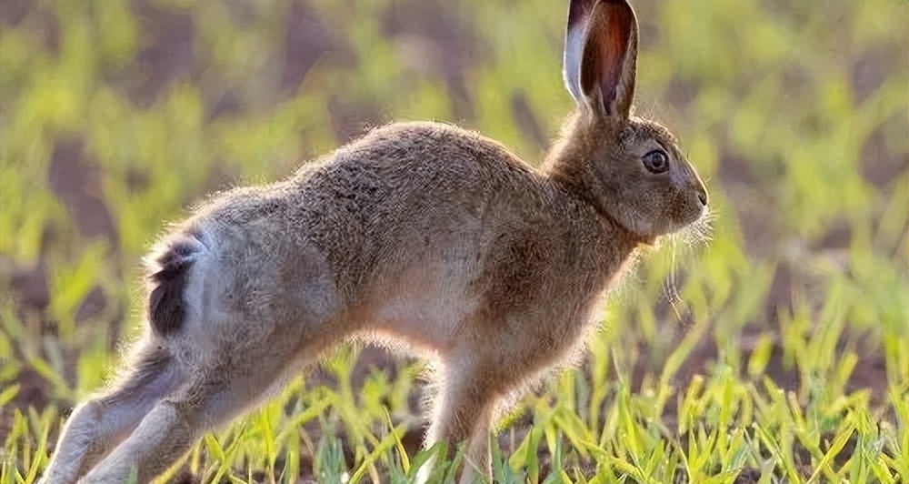 年轻和成年欧洲野兔股骨的形态特征、矿化和力学特性分析