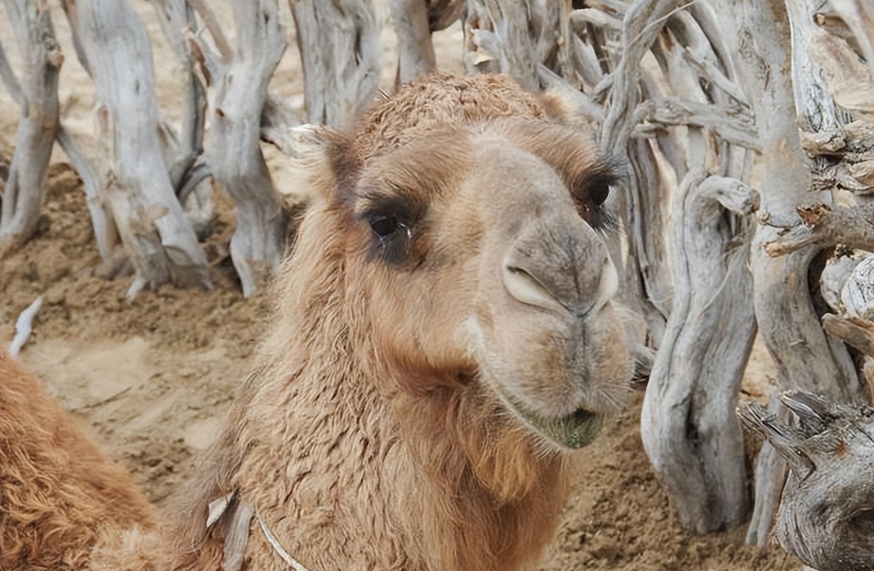 亚洲唯一的一个永久中立国，不用交水电费，汽油每升一毛钱左右