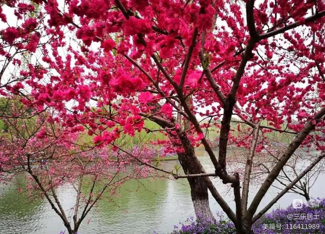 红花檵木的历史故事,白花檵木