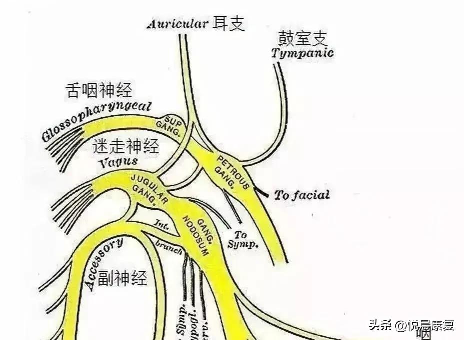 副神经的解剖功能,副神经解剖