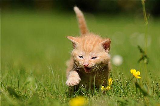 宠物猫腹部有积液能治愈吗,宠物猫心包积液