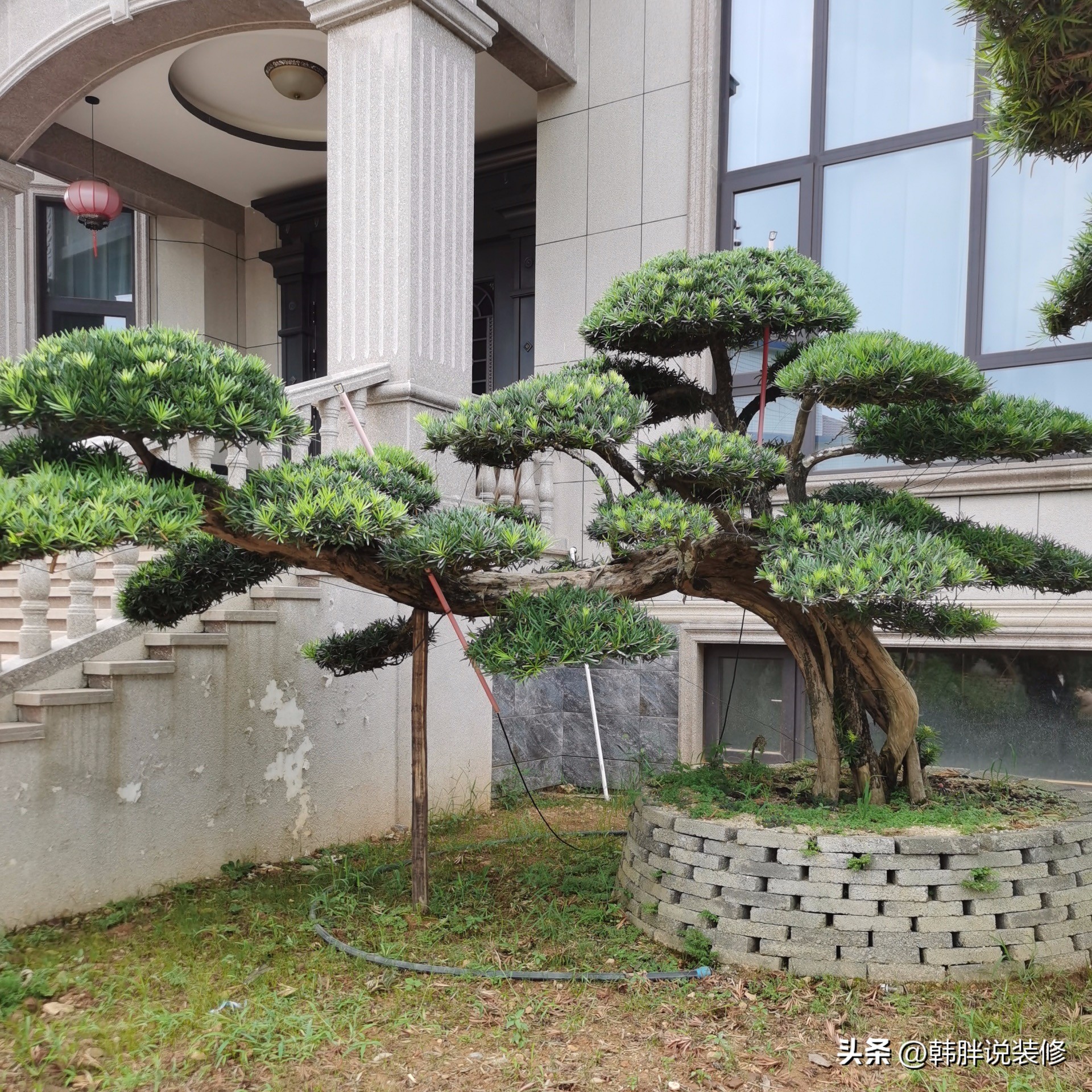 房前屋后栽什么树招财,家中最旺风水的树排名榜