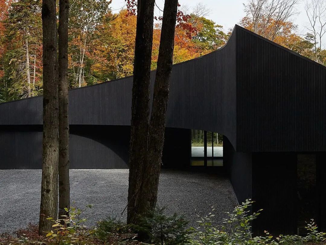 他们把家搬到了森林里，一间森林