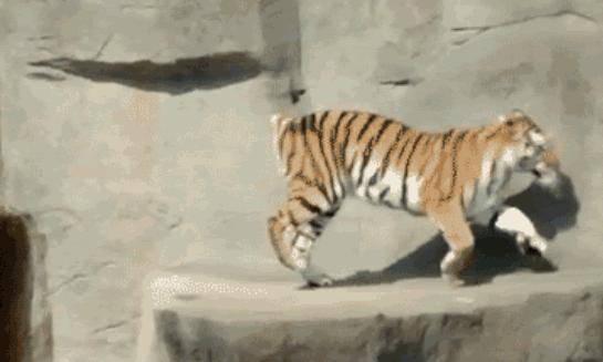 每日一笑腿短不是你的错,每日一笑短腿