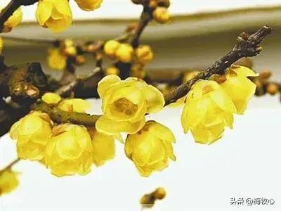 五言律诗咏梅五首,咏梅的最佳诗词七律