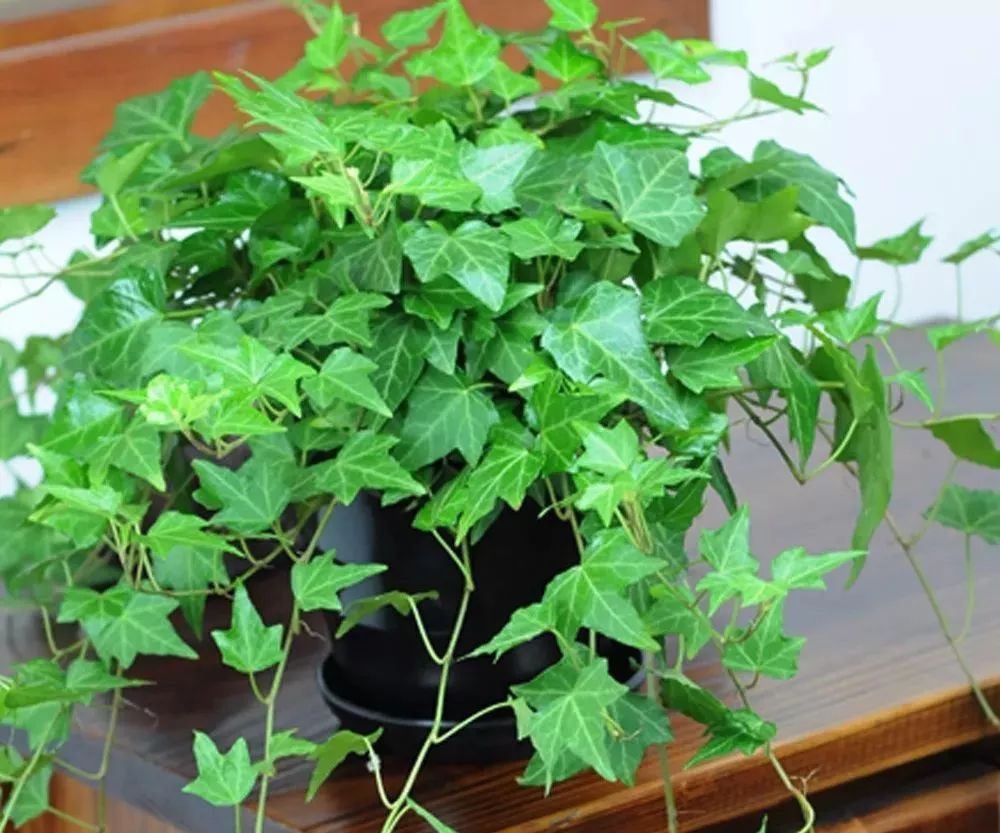 吸甲醛超强的十五种植物,新房如何种植去甲醛植物