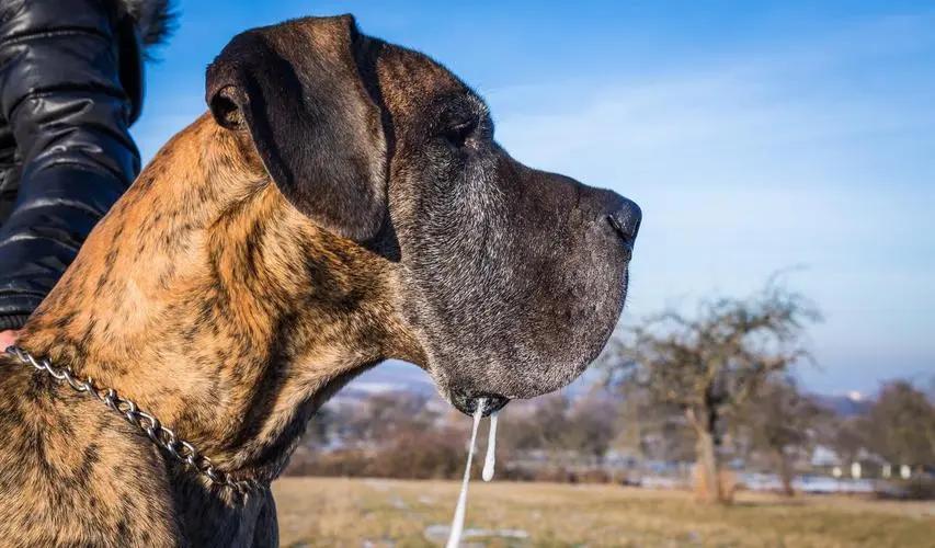 狗狗有这些特征可能得了狂犬病,狗狗有这5个信号可能是狂犬病