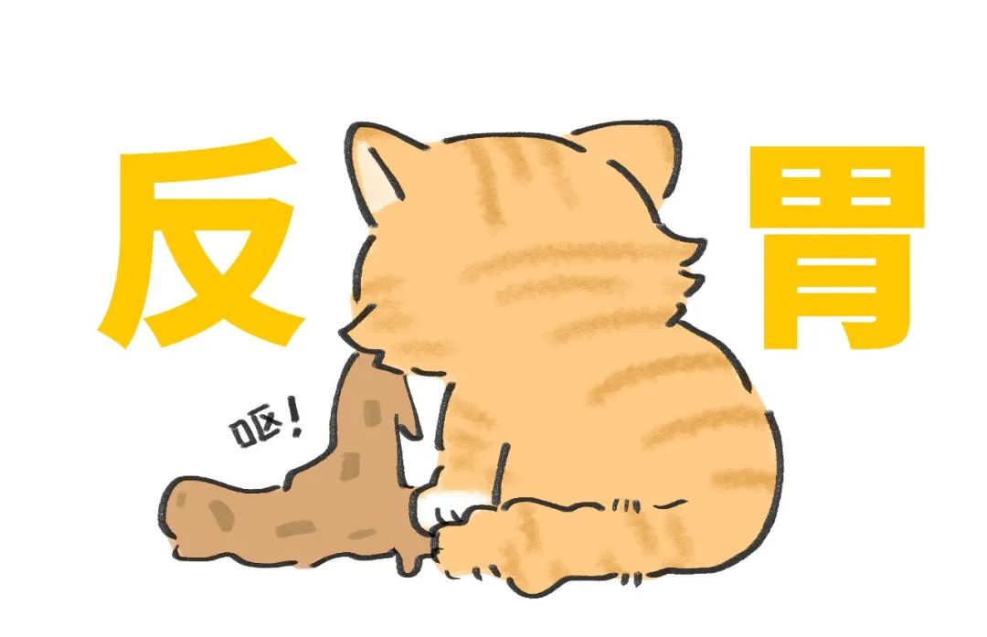 养猫的烦恼家里面好多猫毛怎么办,养猫烦恼