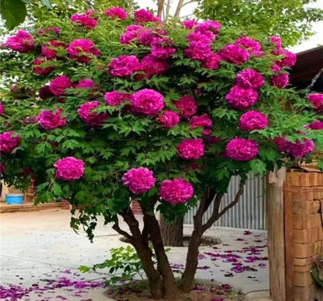 富贵花金玉满堂怎么栽培,6种长寿花能活一百年漂亮又吉利