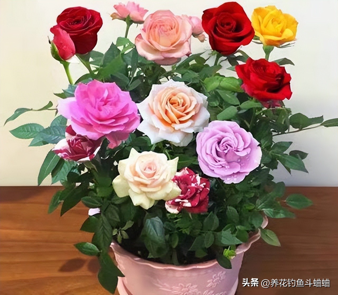 玫瑰一直不长,玫瑰花不开花什么原因