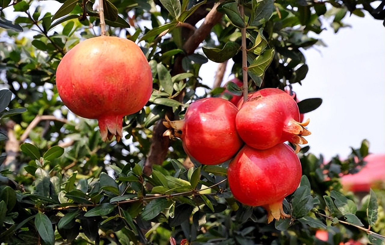 石榴突尼斯软籽石榴特点,石榴突尼斯