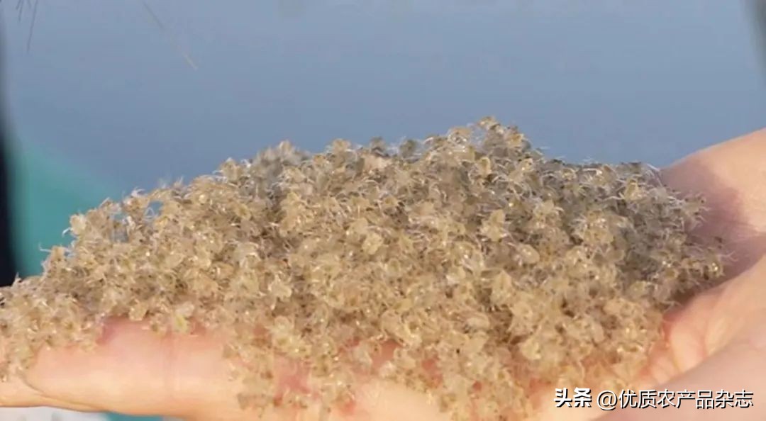 阳澄湖大闸蟹母蟹公蟹怎么分别,阳澄湖大闸蟹三十多年的吃蟹经验