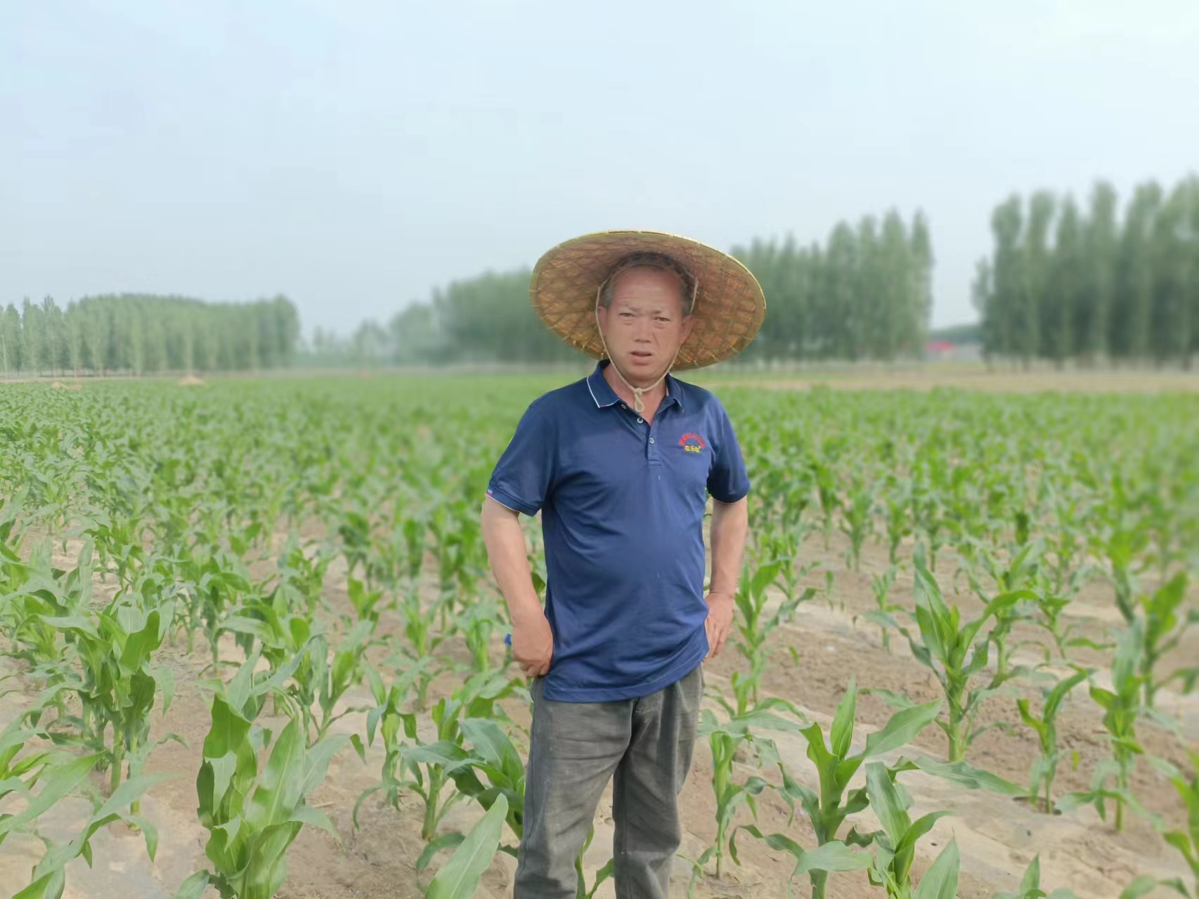 我河北沧州人，从网络安防转行种300亩糯玉米，年销售300吨农产品