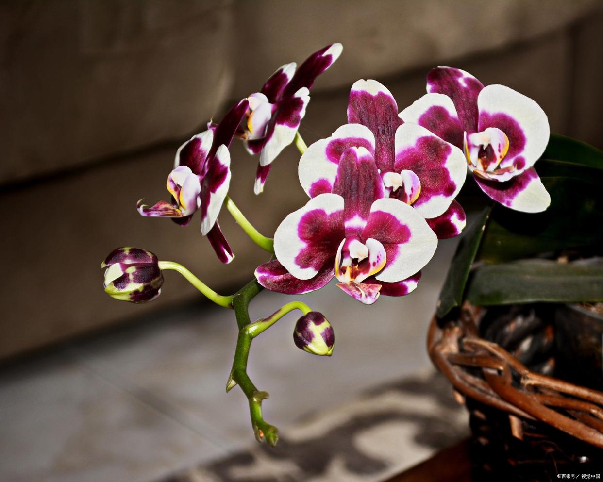 蝴蝶兰的花苞枯萎怎么解决,蝴蝶兰开花后茎干枯怎么回事