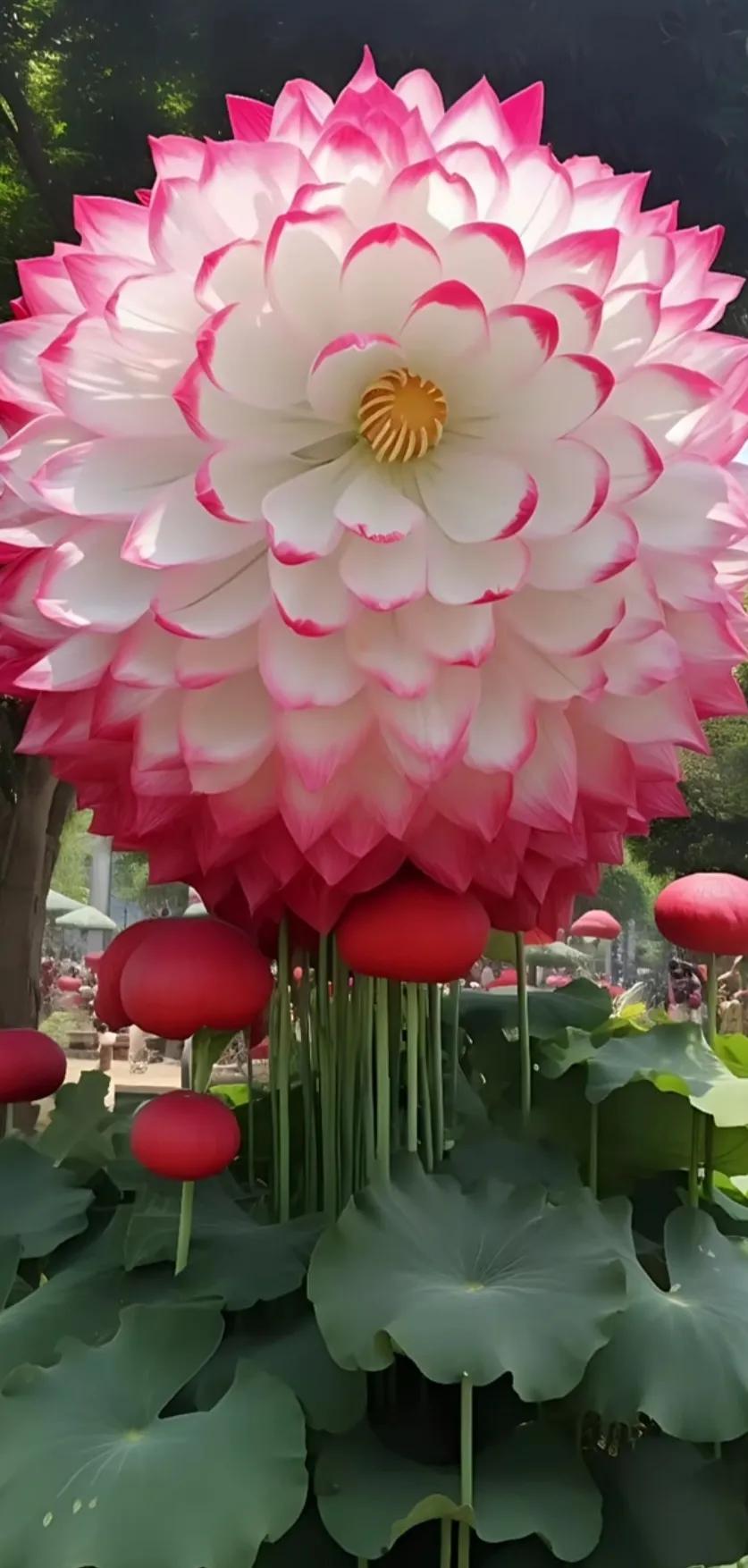 夏花美丽动人图片,夏花美丽漂亮图片