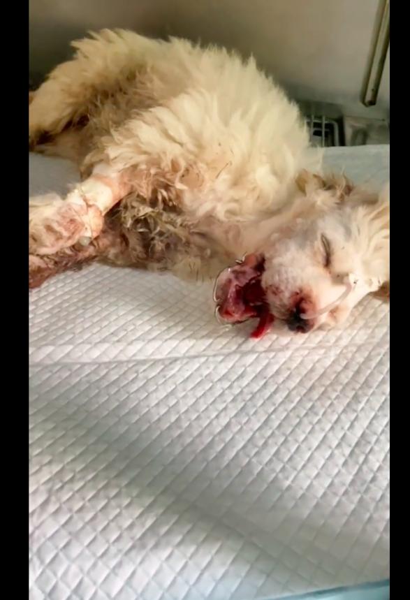 狗狗下巴磕断了,狗狗嘴巴被骨头卡住了救助方法