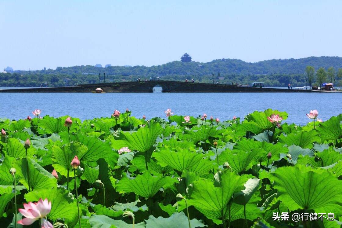 荷花十里桂三秋：十二首著名诗词，领略杭州的诗意之美