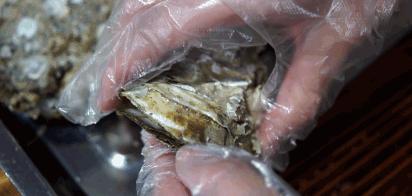 广东湛江美食最全攻略,湛江和广州美食对比