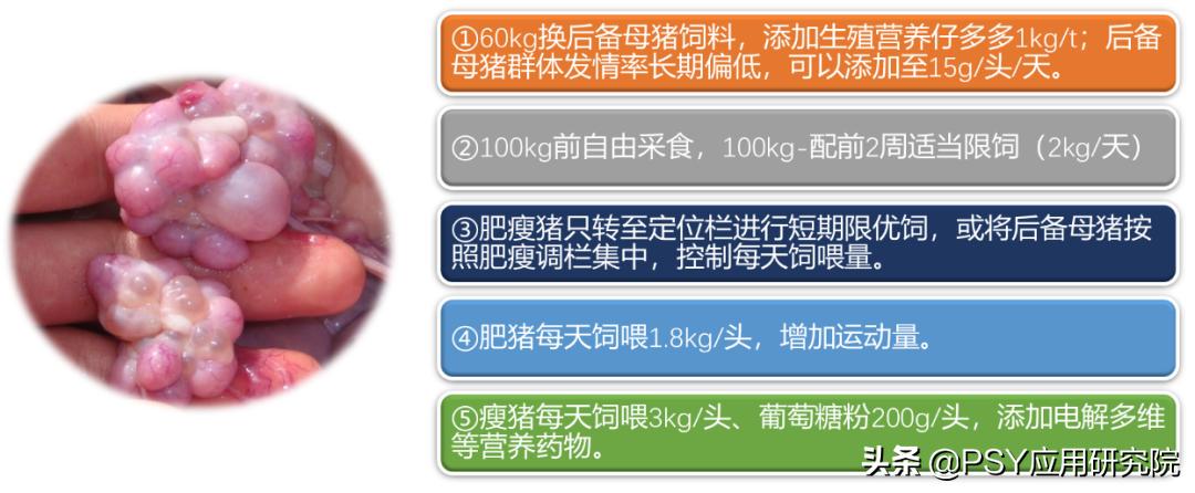 后备母猪不怀孕最佳治疗方法,后备母猪不发情怎么办小妙招