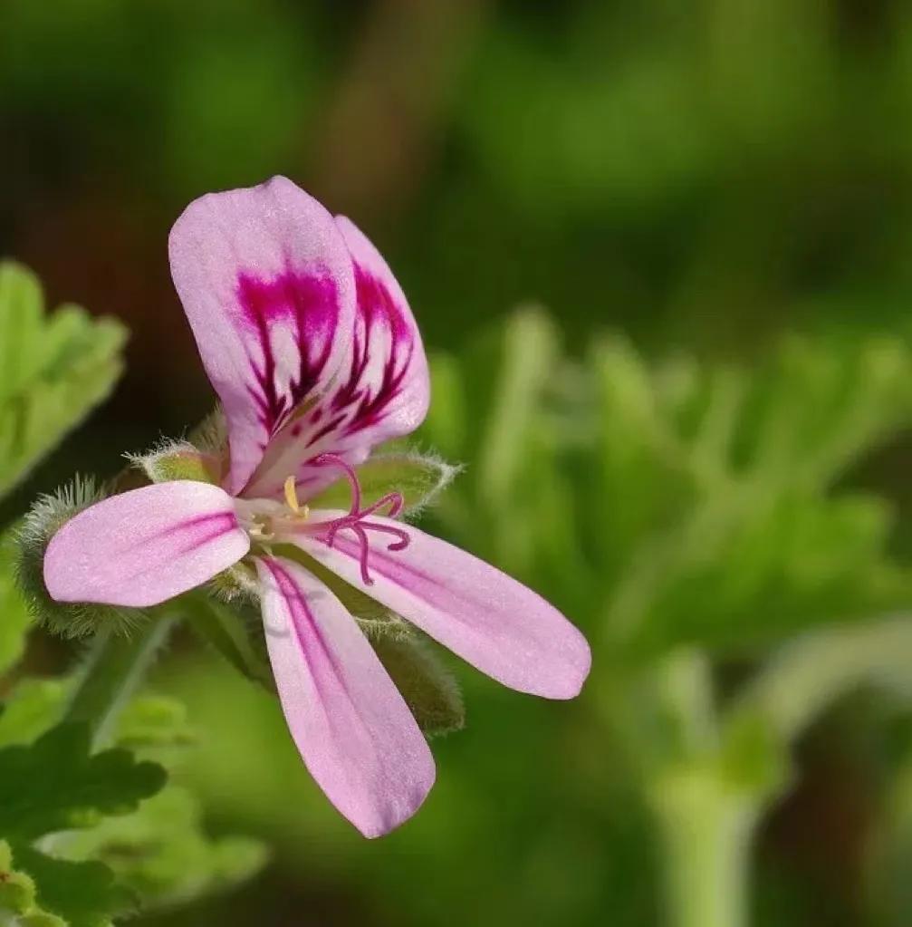 精油护肤的奥秘只有用了才知道,学会精油护肤绽放最自然的美