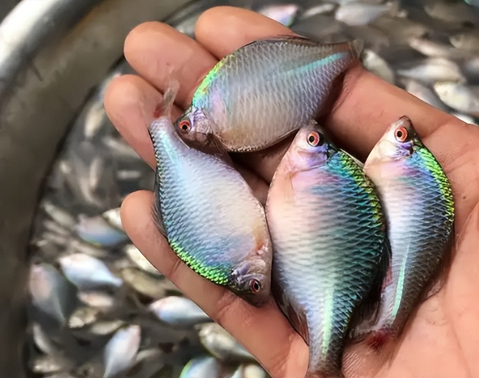 农村小杂鱼大全,农村5种不起眼的小杂鱼