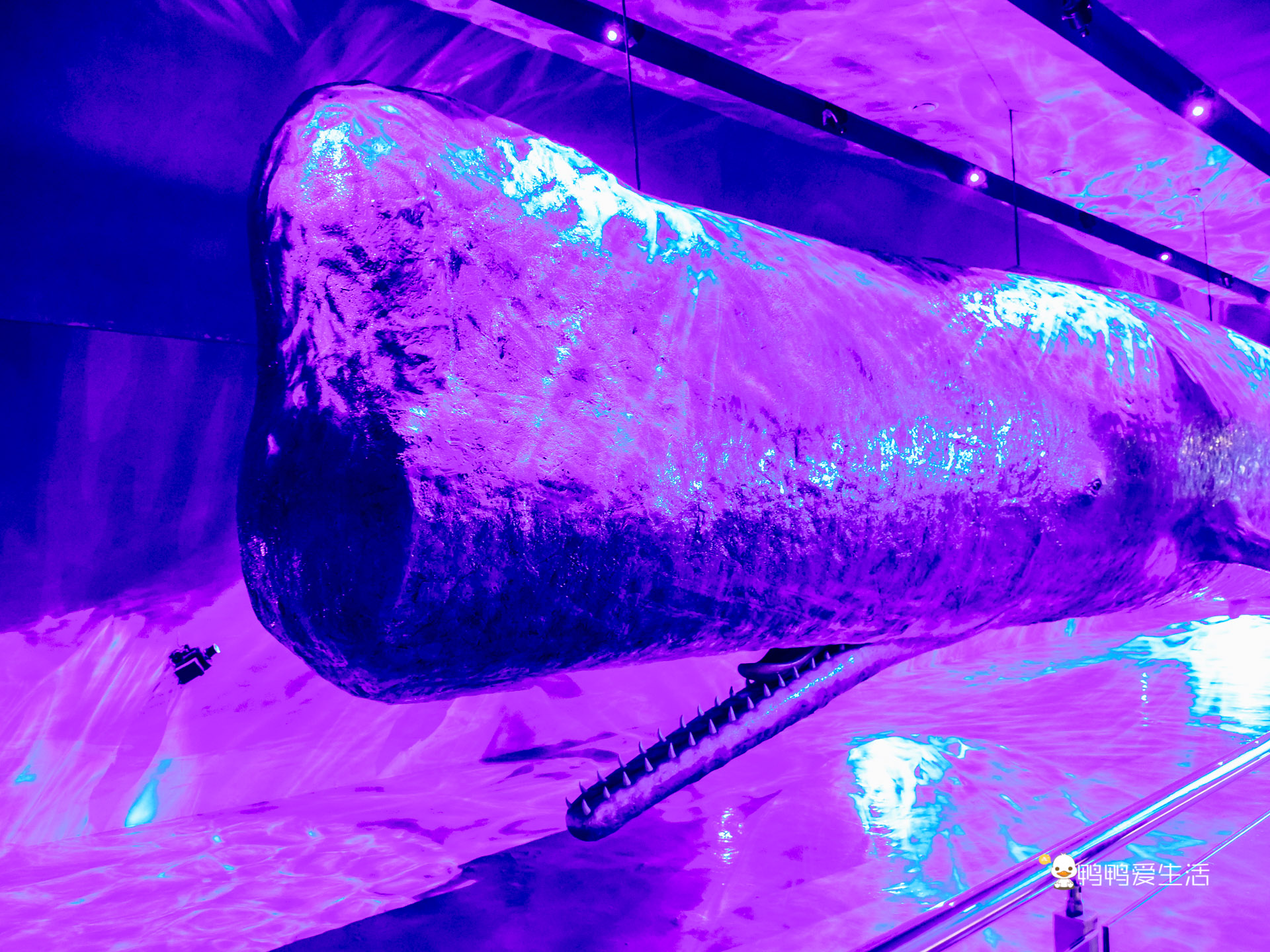 厦门鼓浪屿海底世界的抹香鲸,厦门鼓浪屿亲子旅游攻略