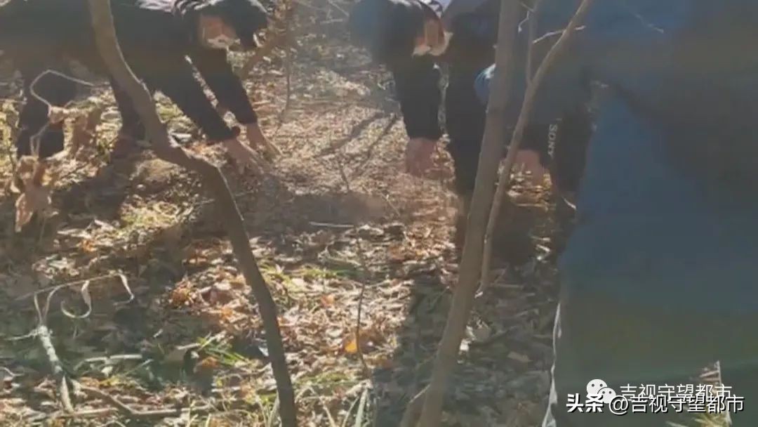 偷林场的松塔犯法吗,捡松塔违法吗