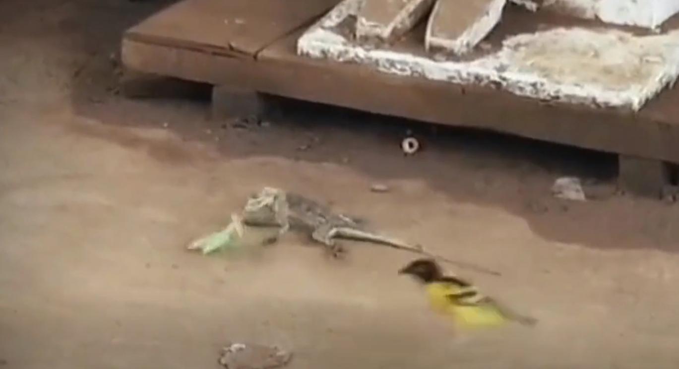 螳螂大战100只世界上最弱的蚂蚁,七大食肉动物大战大象和犀牛