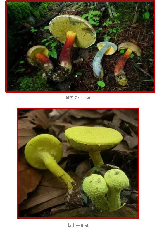 爱的魔力转圈圈蘑菇头,爱的魔力转圈圈彩虹伞