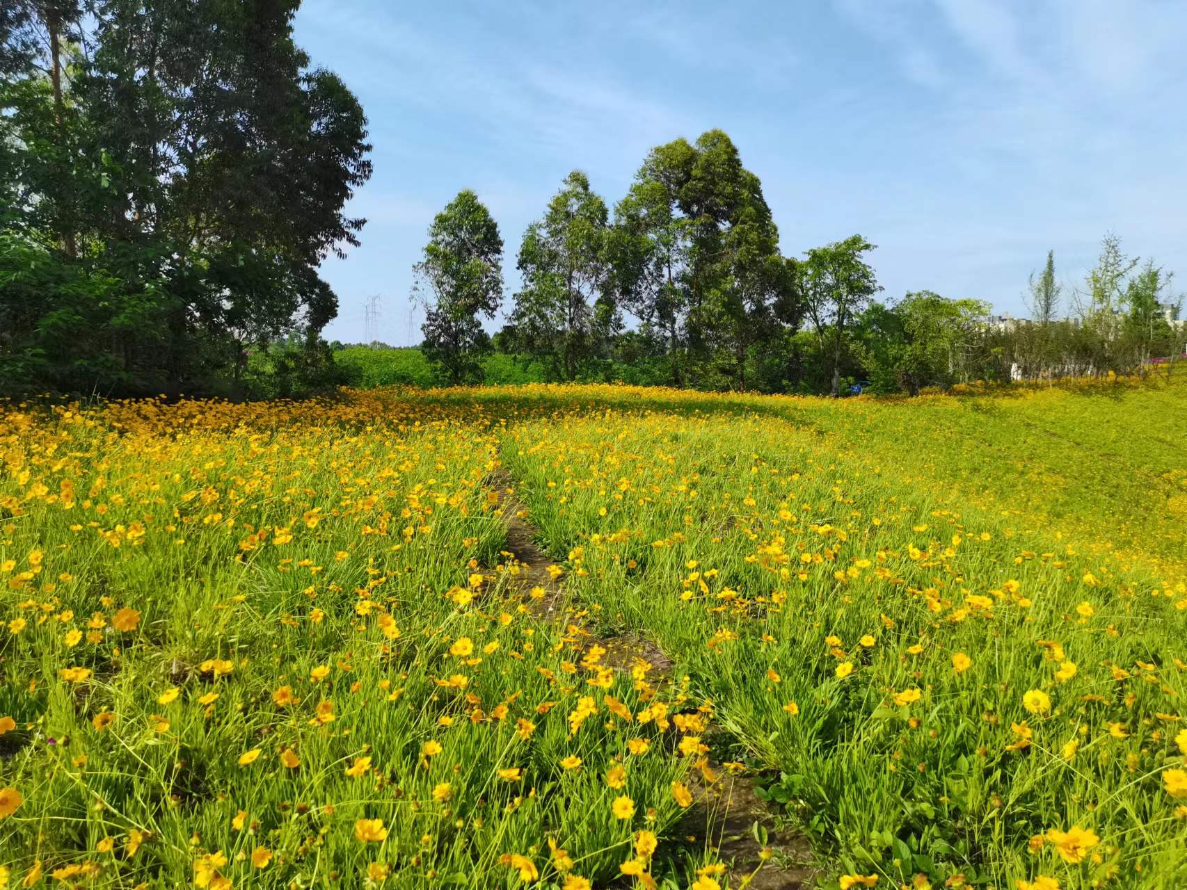 天府新区天府花香谷,成都天府新区花谷
