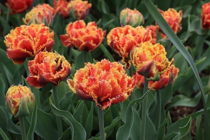 如何在家里种植美丽的郁金香,荷兰库肯霍夫花园里的郁金香品种