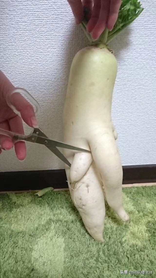 丁克族晚年的真实生活,丁克族晚年自述