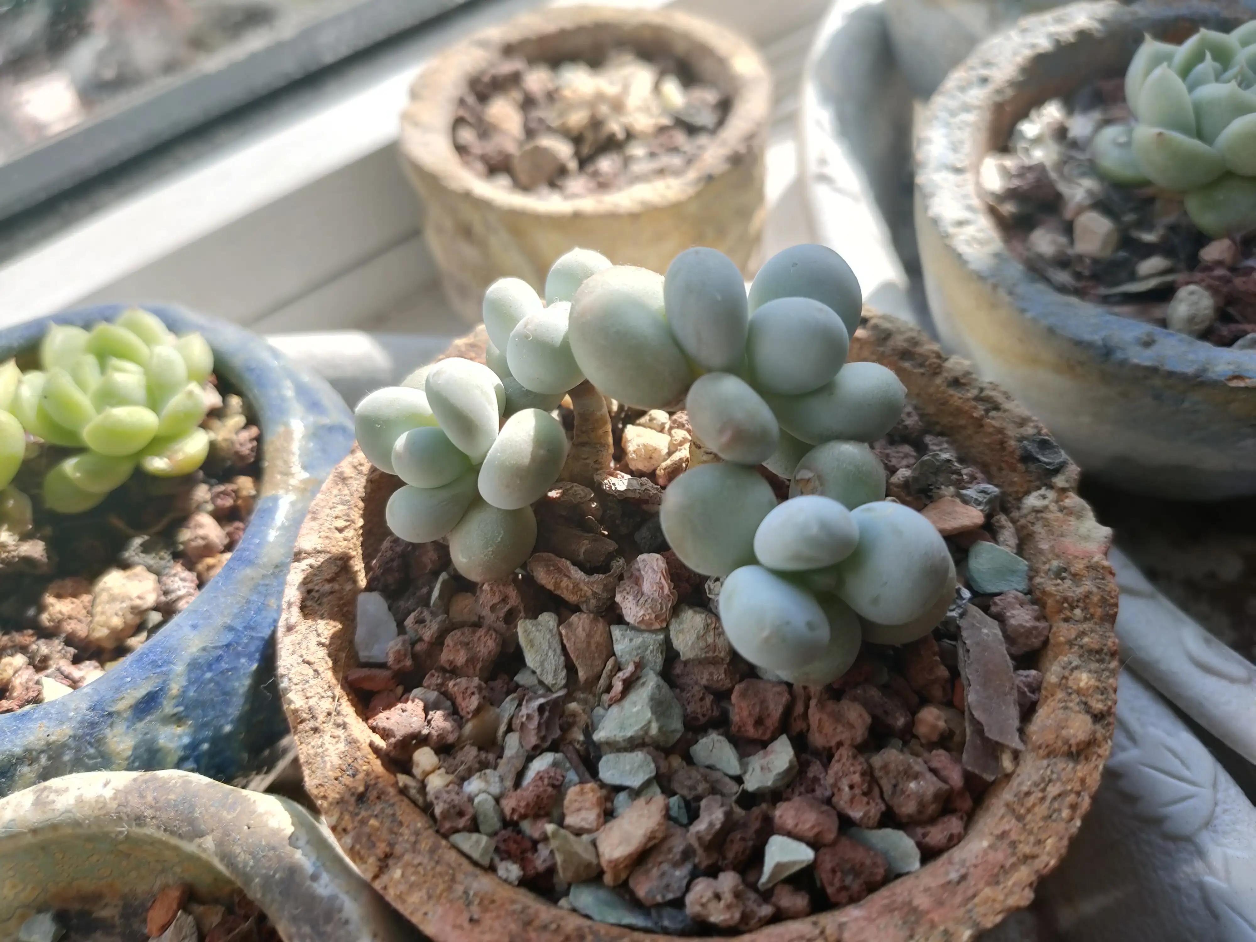 雪樱多肉韩国进口,韩国芦荟多肉品种