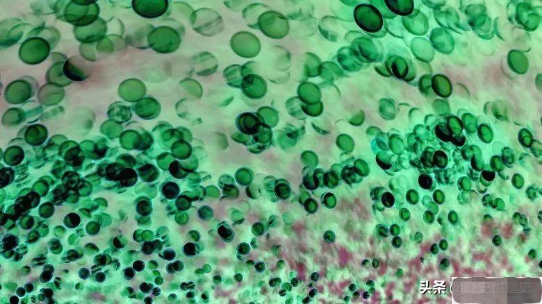 人死后开棺为什么看到嘴里出血,人死进棺材