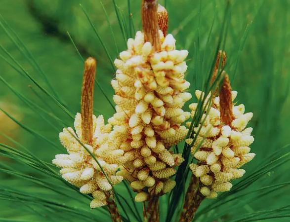 松花粉是什么松树上的花粉,松花粉一斤100元贵不贵
