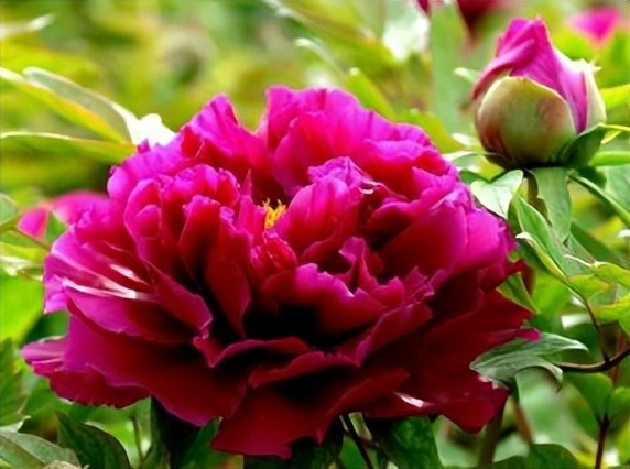 牡丹吊兰的养殖方法和注意事项,扶桑牡丹的养殖方法和注意事项