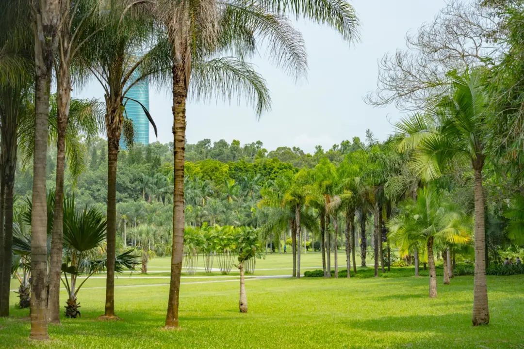 深圳免费好玩旅游景点排行榜前十,深圳十大好玩的景点推荐