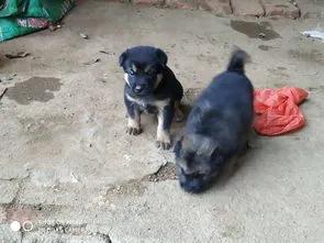 好狗绝不死在家中预示什么,哪几种狗最容易死亡