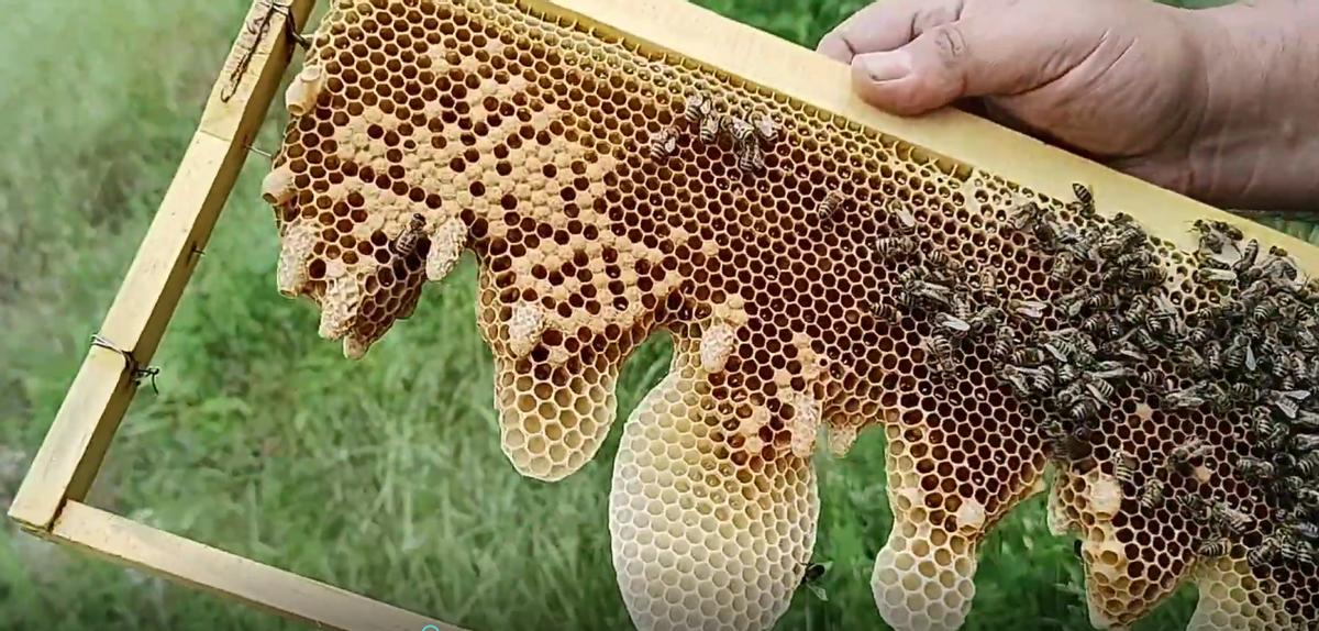 不耽误繁殖的育王方法,养蜂不会育王更换新王怎么办