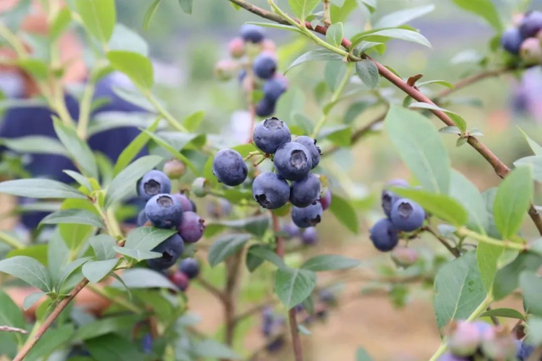 夏天的味道!房县夏日水果图鉴来啦